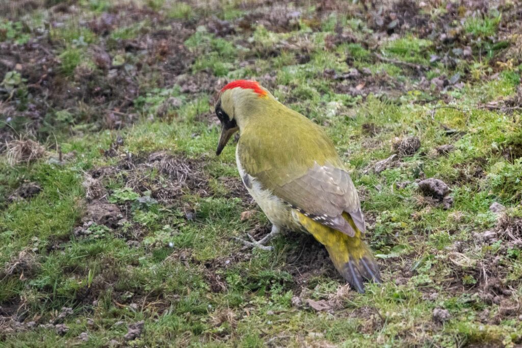 pic vert
stage photo nature Orne